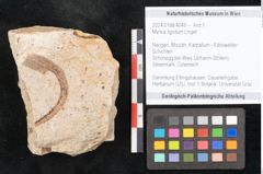 Foto (Objekt + Etikett) von Myrica lignitum Unger (NHMW-GEO-2024-0188-4049)